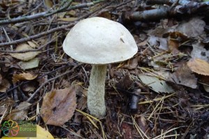 Leccinum niveum (1) (1200 x 800).jpg_product